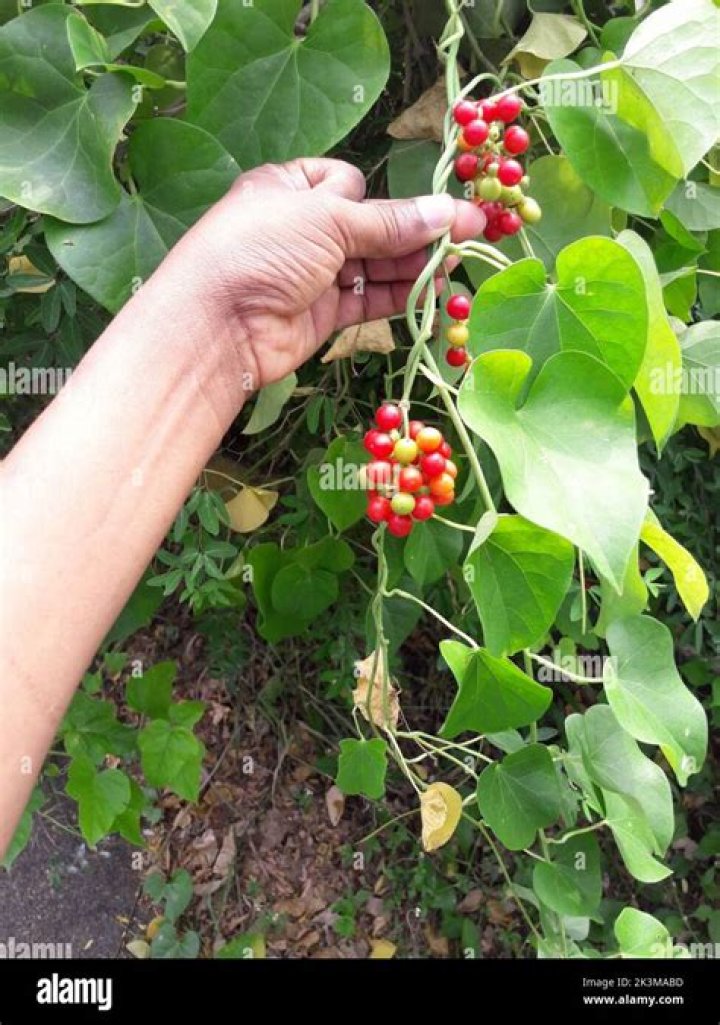 What is giloy called in English?