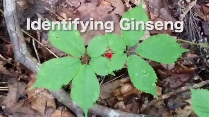 What is ginseng called in English?