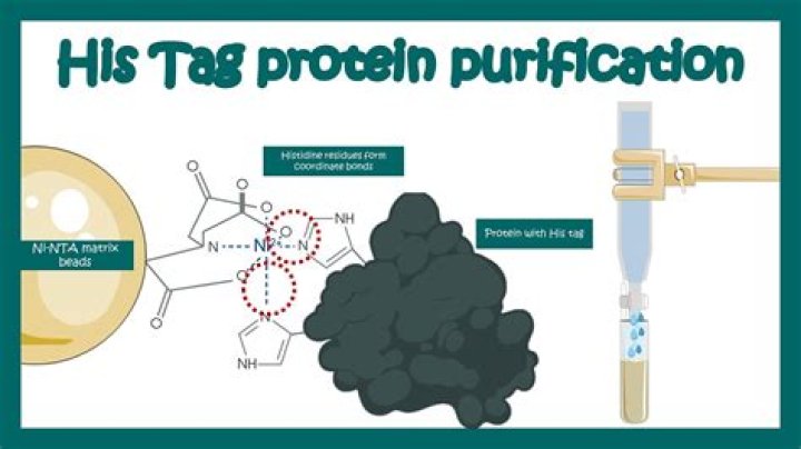 What is his tag protein purification?