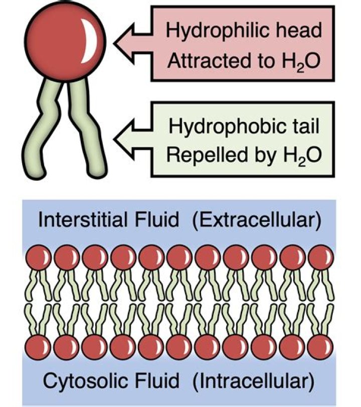 What is hydrophobic and hydrophilic examples?