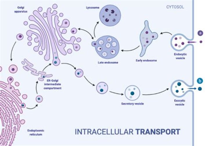 What is intracellular transport?