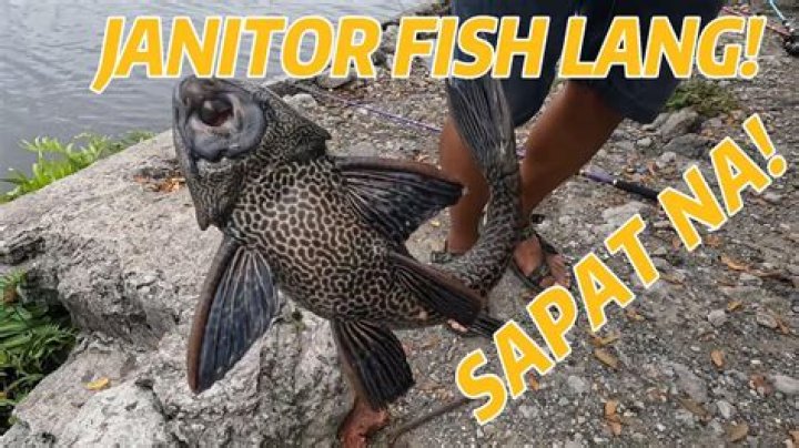 What is janitor fish?