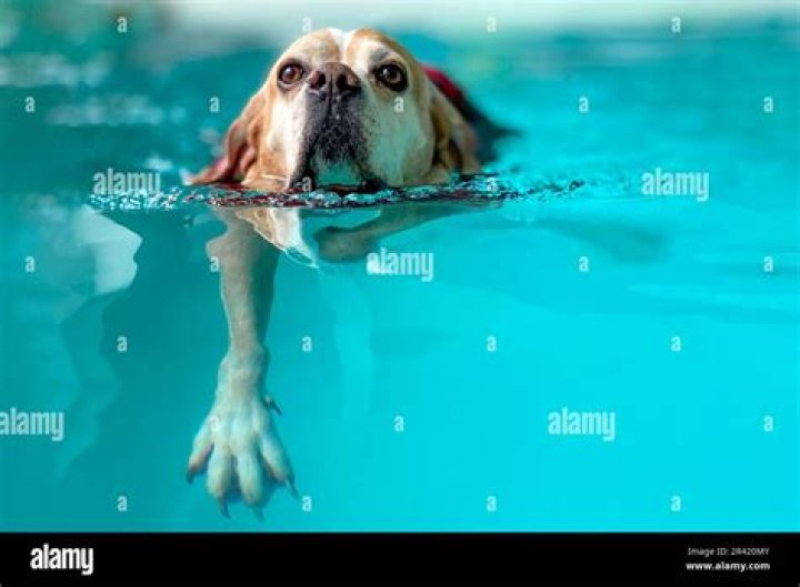 What is long dog in swimming?