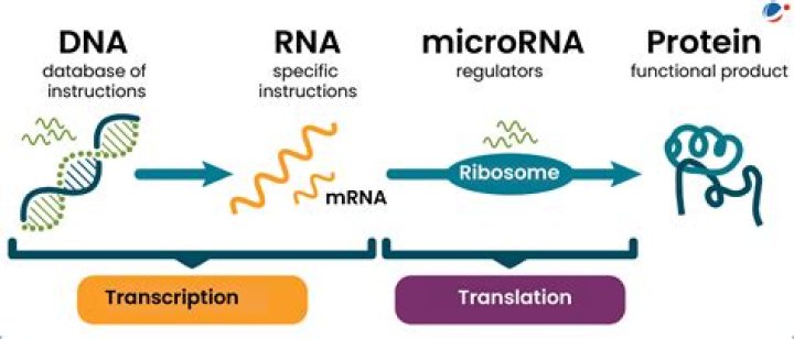 What is M RNA processing?