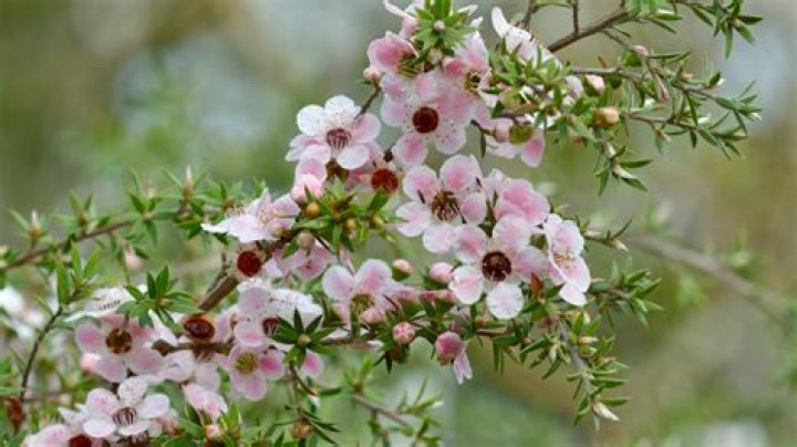 What is Manuka essential oil used for?