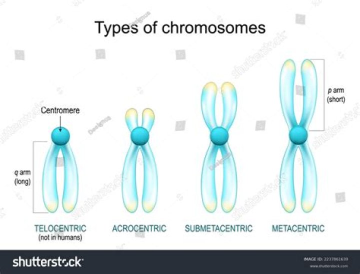 What is meant by acentric chromosome?
