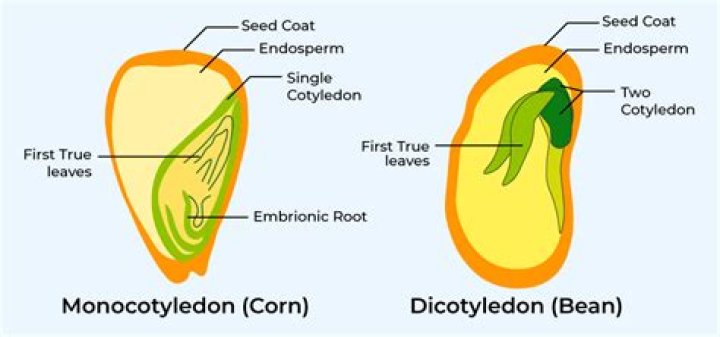 What is Monocotyledonous crop?