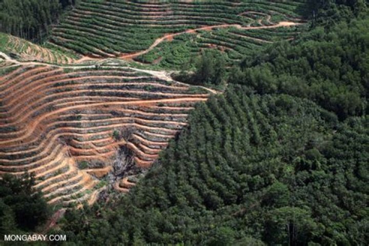 What is monoculture tree plantations?
