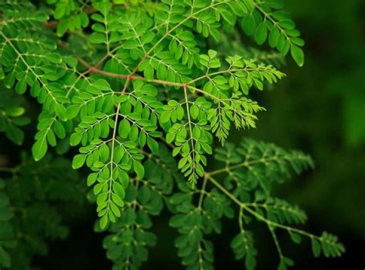 What is Moringa leaves called in India?
