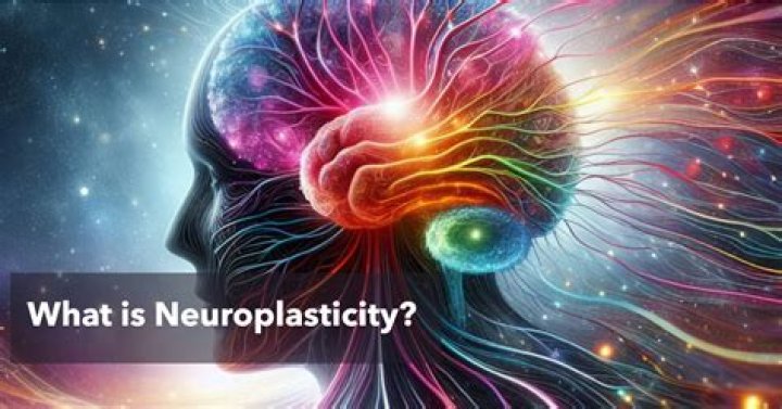 What is neuroplasticity habituation?