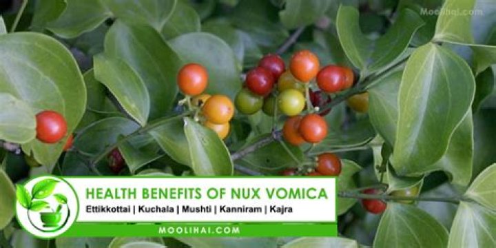 What is nux vomica?