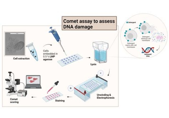 What is PicoGreen DNA assay?