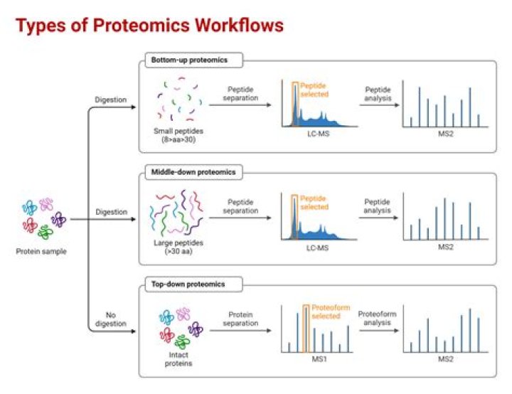 What is proteomics in biology?
