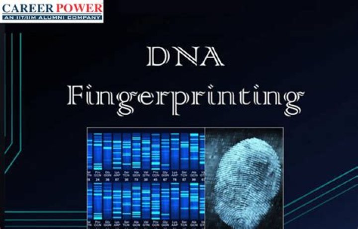What is RFLP DNA fingerprinting?