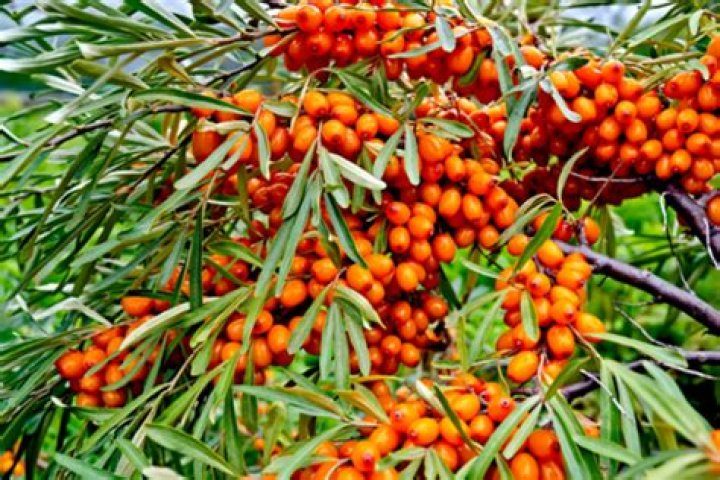 What is sea buckthorn used for?