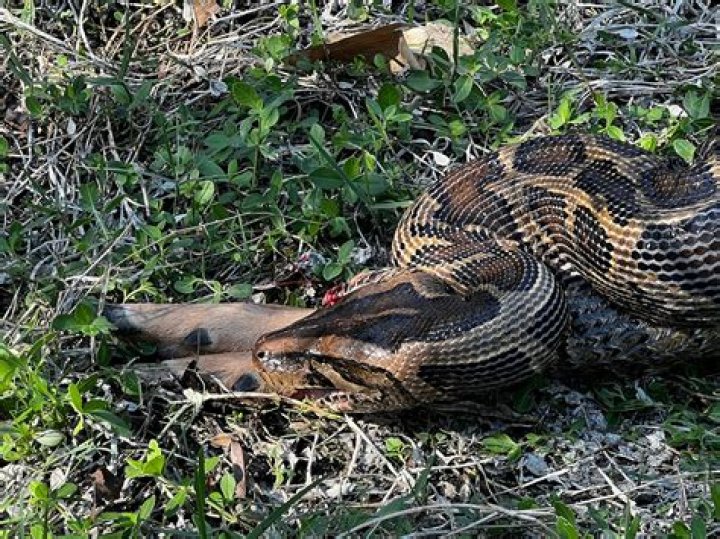 What is Soundex in Python?