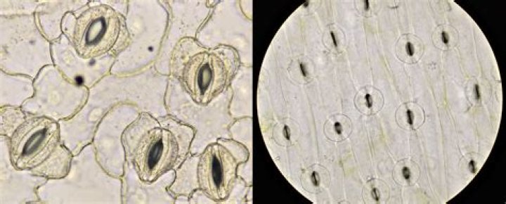 What is stomatal complex?