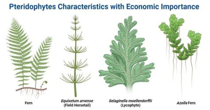 What is Telome theory in Pteridophytes?