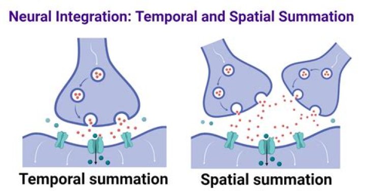 What is temporal and spatial summation at synapses?