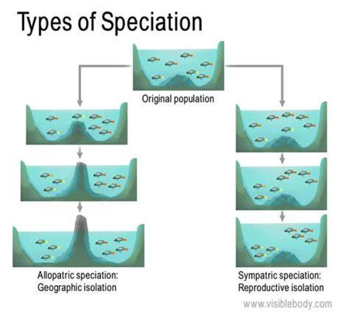 What is temporal isolation speciation?