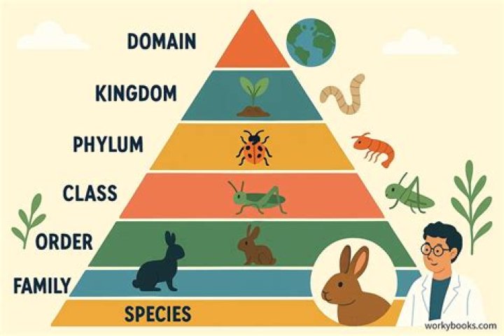 What is the Banff classification system?