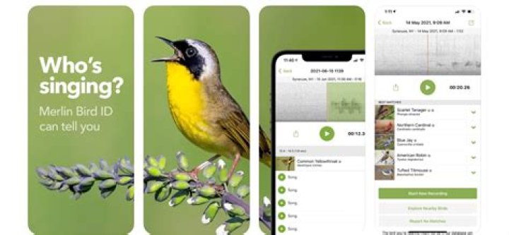 What is the best bird ID app?