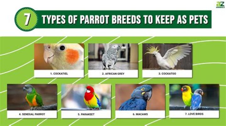 What is the best parrot incubator?