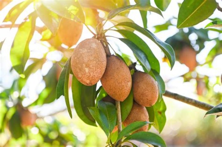 What is the best sapodilla?