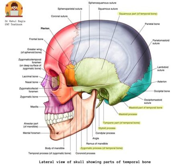 What is the classification of the temporal bone?