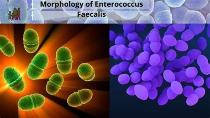 What is the colony morphology of Enterococcus faecalis?