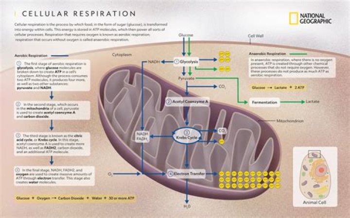 What is the correct order for respiration?