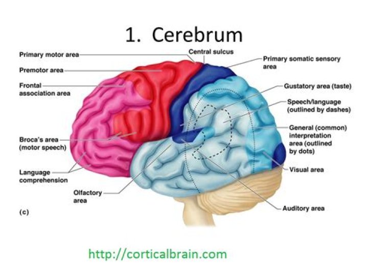 What is the difference between cerebral cortex and cerebrum?
