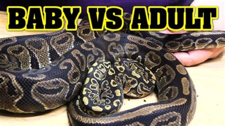 What is the difference between male and female ball pythons?