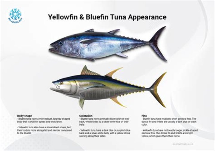What is the difference between tuna and yellowfin tuna?
