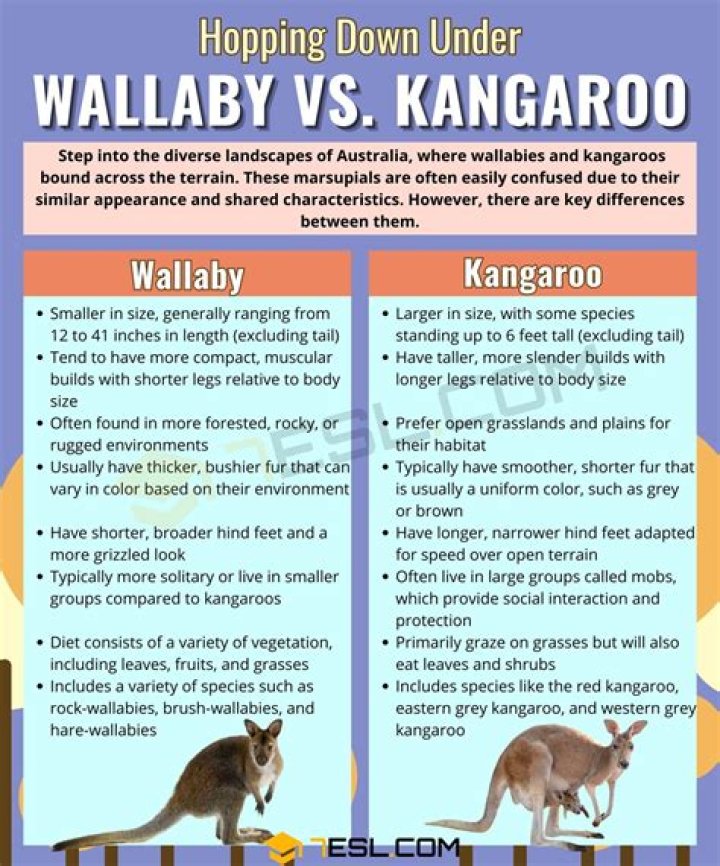What is the difference between wallaby and Joey?
