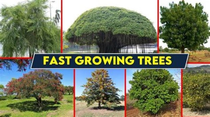 What is the fastest growing tree for windbreak?