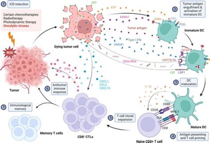 What is the function of CXCL10?