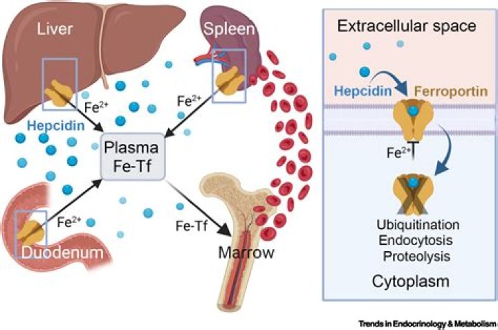 What is the function of ferroportin?