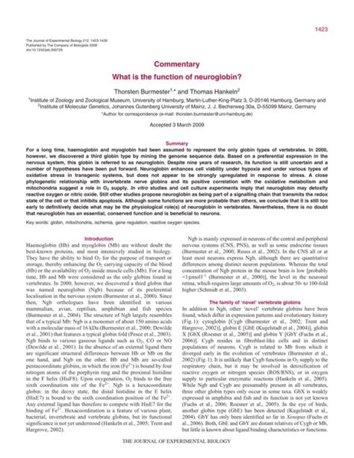 What is the function of Neuroglobin?