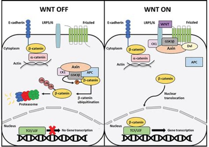 What is the function of WNT4 gene?