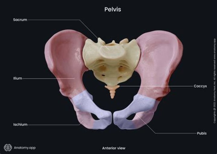 What is the ilium ischium and pubis?