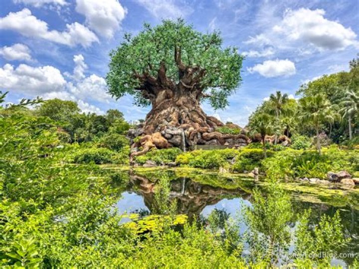 What is the Japanese national tree?