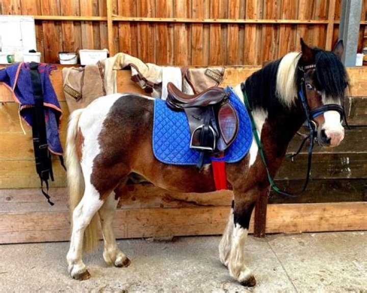 What is the record for the smallest horse?