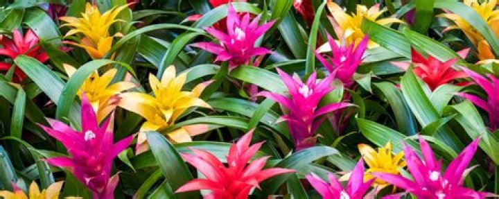 What is the relationship between a bromeliad and a tree?