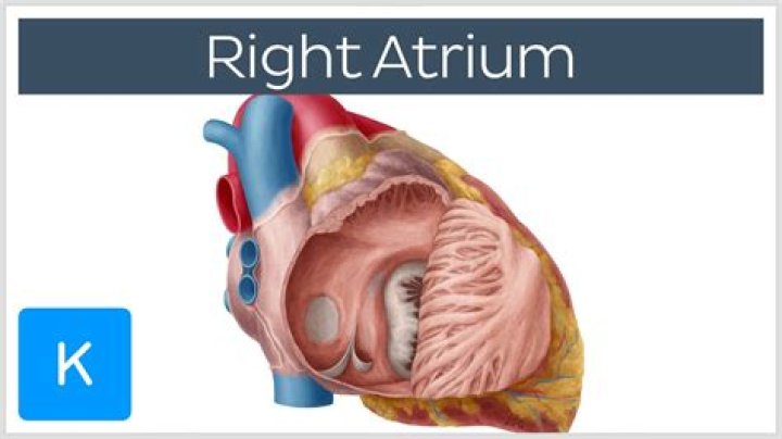 What is the right atrium for kids?