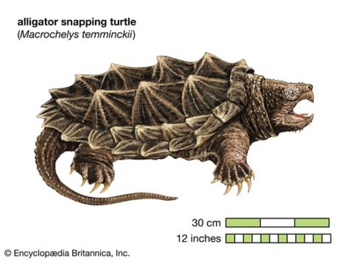 What is the scientific name for alligator snapping turtle?