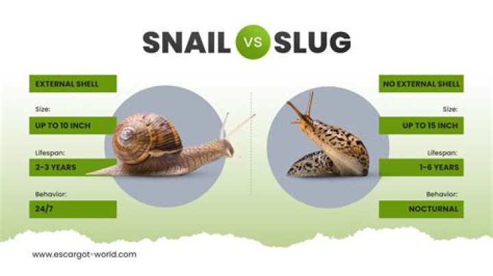 What is the snail game called?