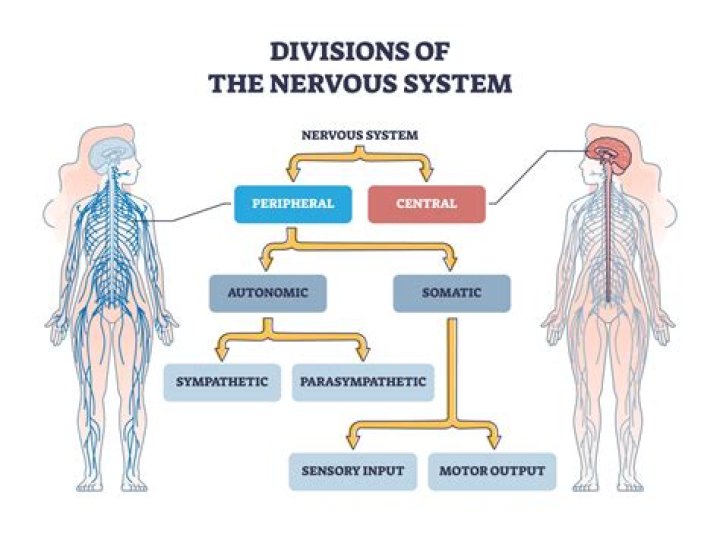 What is the somatic nervous system do?