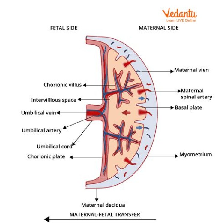 What is the structure of fat tissue?