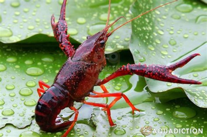 What is the study of crayfish called?
